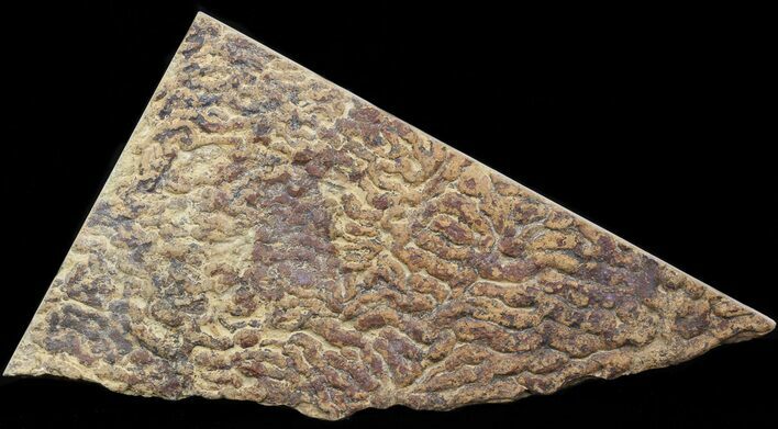 Pennsylvanian, Fossil Microbial Mat - Oklahoma #41110